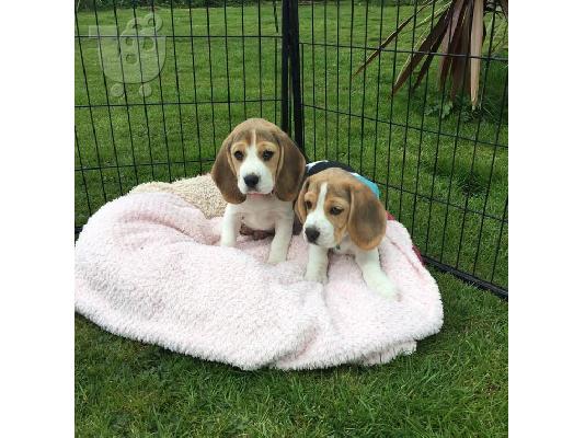 Αξιολάτρευτο κουτάβι Beagle προς πώληση